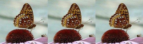 Foto Gallery