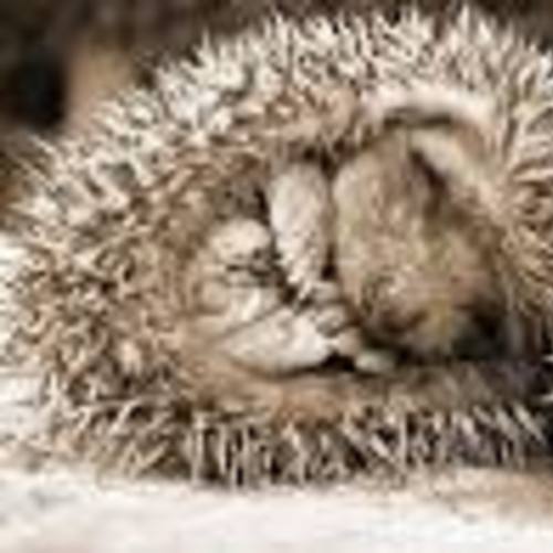 che sonno!